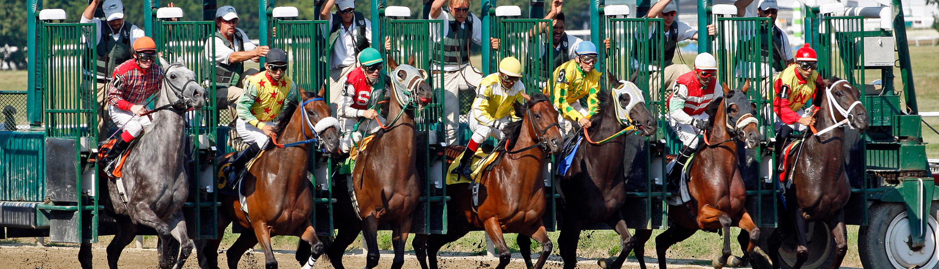 3 fillies from world renowned Cambridge Stud